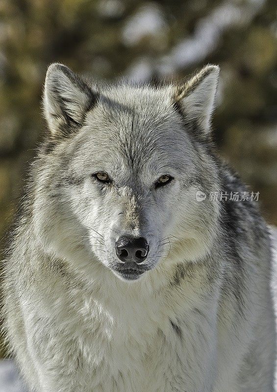 灰狼或灰狼(Canis lupus)是一种原产于北美荒野和偏远地区的犬科动物。